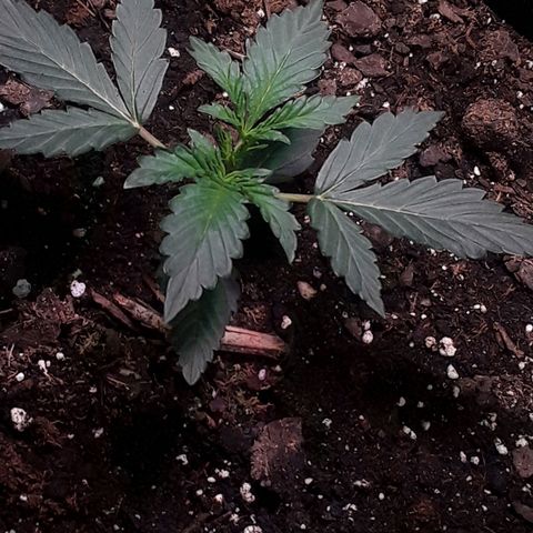 Girl Scout Cookies  growlog timeline photo