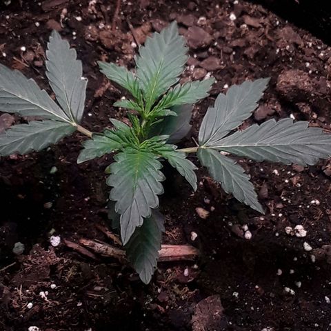 Girl Scout Cookies  growlog timeline photo