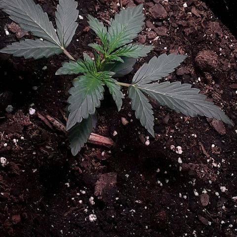 Girl Scout Cookies  growlog timeline photo