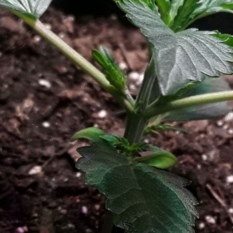 Girl Scout Cookies  growlog timeline photo