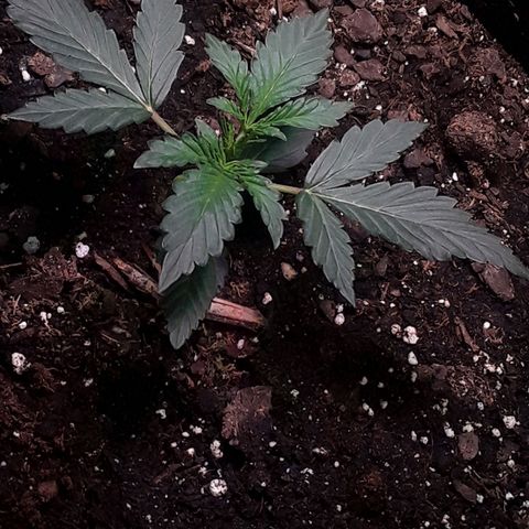 Girl Scout Cookies  growlog timeline photo