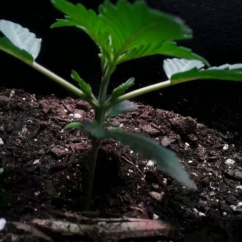 Girl Scout Cookies  growlog timeline photo