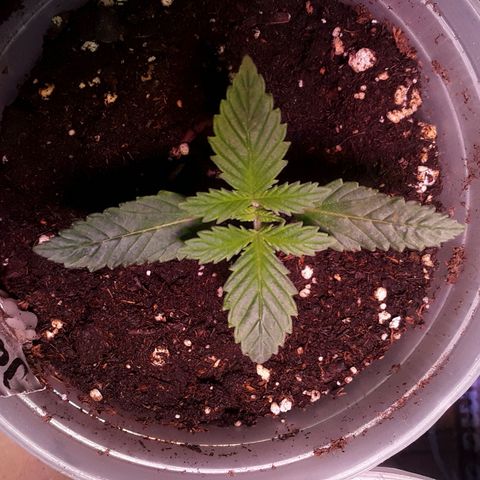 Kilimanjaro  growlog timeline photo
