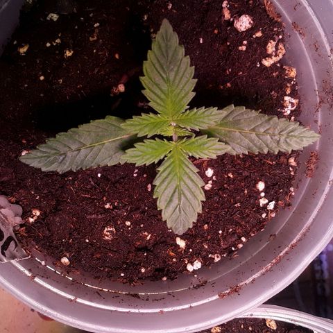 Kilimanjaro  growlog timeline photo