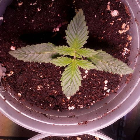 Kilimanjaro  growlog timeline photo