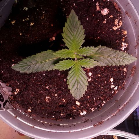Kilimanjaro  growlog timeline photo