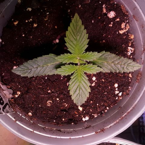 Kilimanjaro  growlog timeline photo