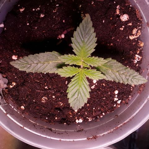 Kilimanjaro  growlog timeline photo