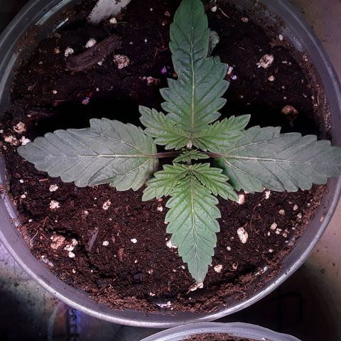 Bubba Haze  growlog timeline photo