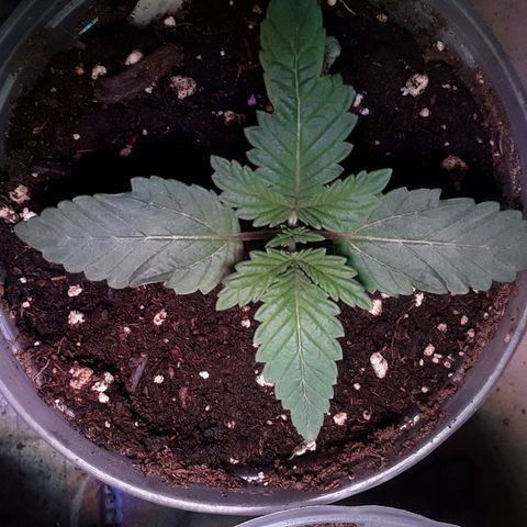 Bubba Haze  growlog timeline photo