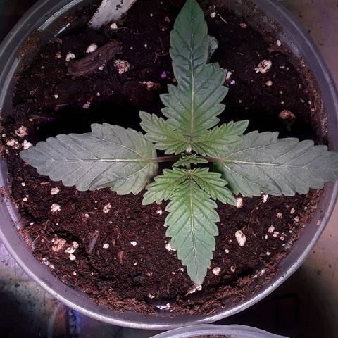 Bubba Haze  growlog timeline photo