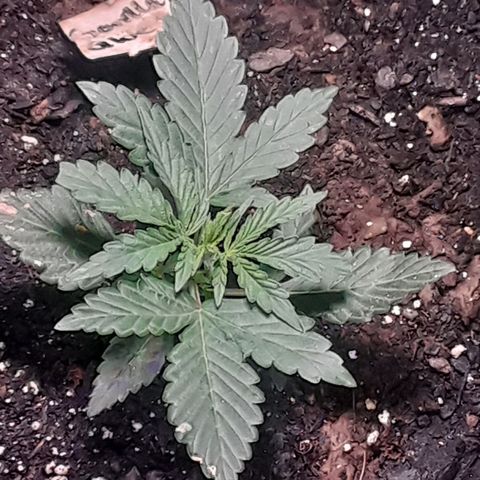 Gorilla Glue Auto  growlog photo: Neem powder 