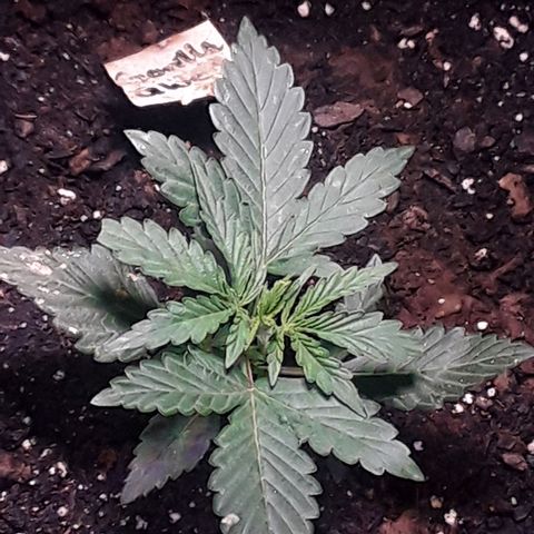 Gorilla Glue Auto  growlog photo: Neem powder 
