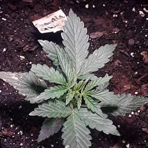 Gorilla Glue Auto  growlog photo: Neem powder 
