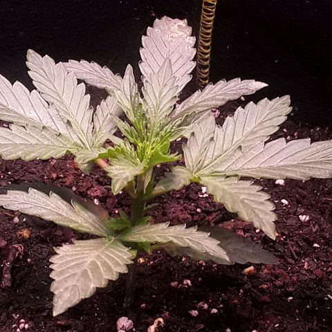Gorilla Glue Auto  growlog photo: Neem powder 
