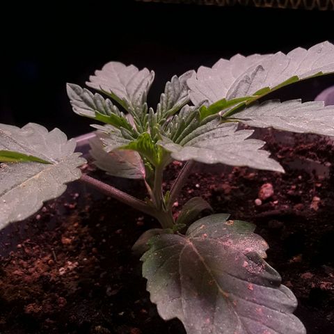 Girl Scout Cookies  growlog timeline photo