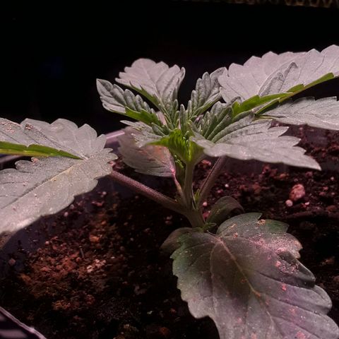 Girl Scout Cookies  growlog timeline photo