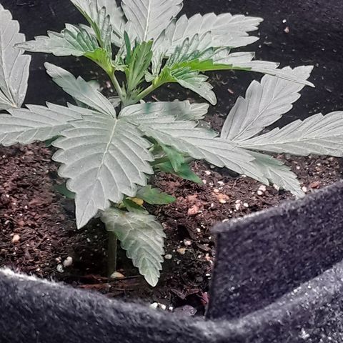 Girl Scout Cookies  growlog timeline photo