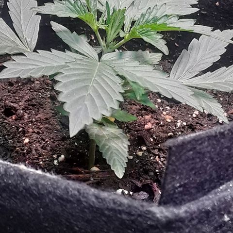 Girl Scout Cookies  growlog timeline photo
