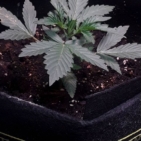 Girl Scout Cookies  growlog timeline photo