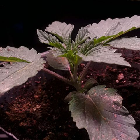 Girl Scout Cookies  growlog timeline photo