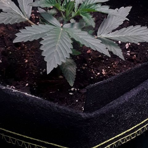 Girl Scout Cookies  growlog timeline photo