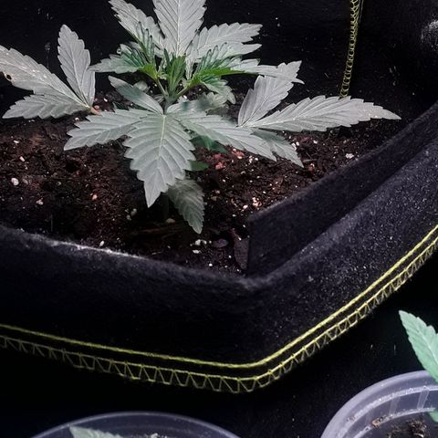 Girl Scout Cookies  growlog timeline photo