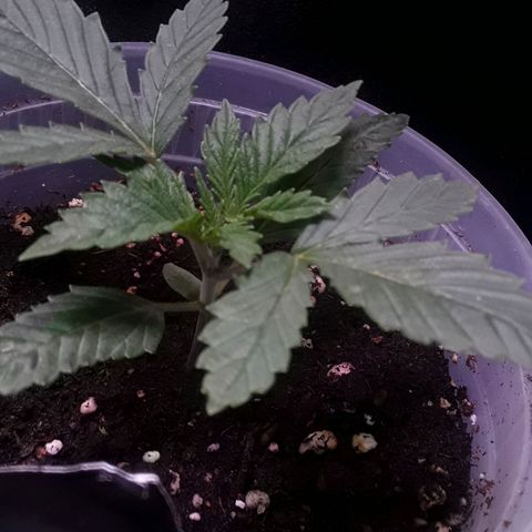 Kilimanjaro  growlog timeline photo