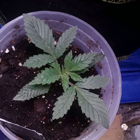 Kilimanjaro  growlog timeline photo