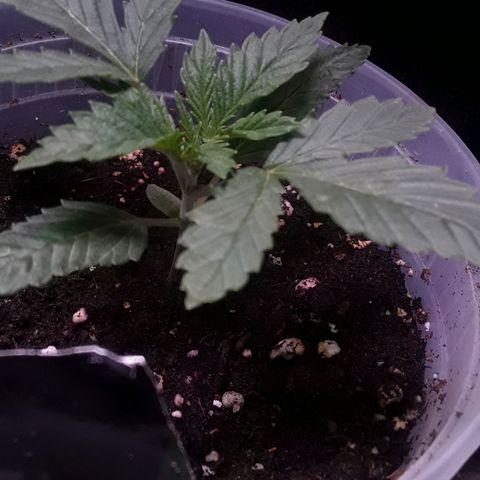 Kilimanjaro  growlog timeline photo