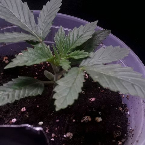 Kilimanjaro  growlog timeline photo