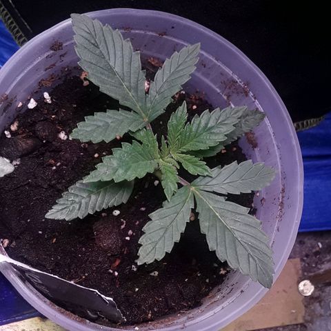 Kilimanjaro  growlog timeline photo