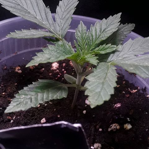 Kilimanjaro  growlog timeline photo