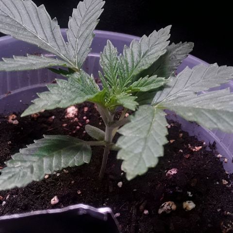 Kilimanjaro  growlog timeline photo