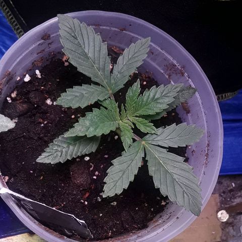 Kilimanjaro  growlog timeline photo