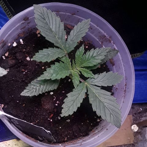 Kilimanjaro  growlog timeline photo