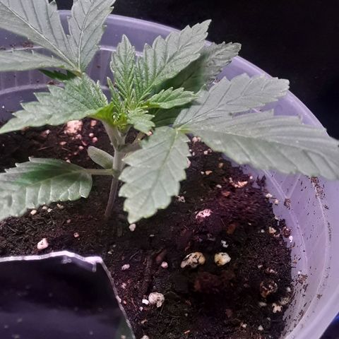 Kilimanjaro  growlog timeline photo