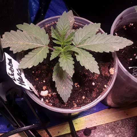 Bubba Haze  growlog timeline photo
