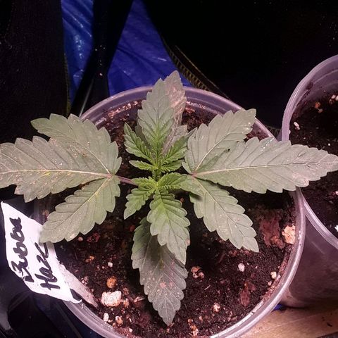 Bubba Haze  growlog timeline photo