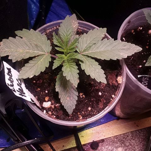 Bubba Haze  growlog timeline photo