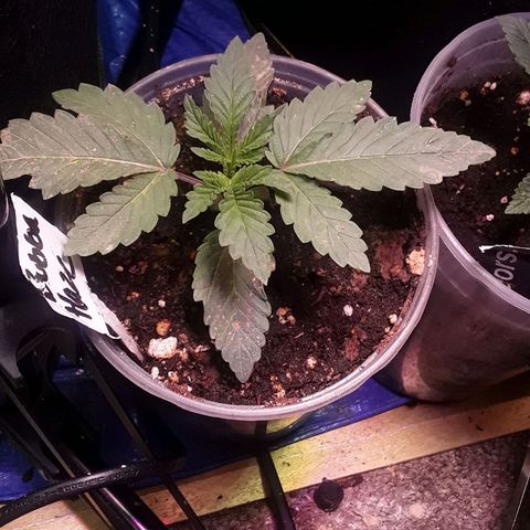 Bubba Haze  growlog timeline photo