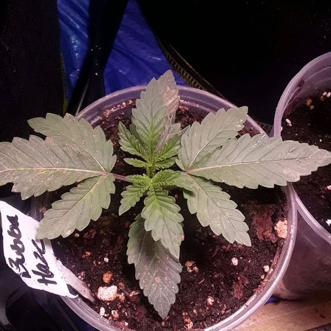 Bubba Haze  growlog timeline photo