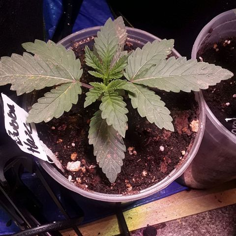 Bubba Haze  growlog timeline photo