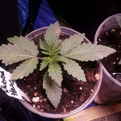 Bubba Haze  growlog timeline photo