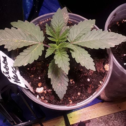 Bubba Haze  growlog timeline photo