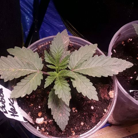 Bubba Haze  growlog timeline photo