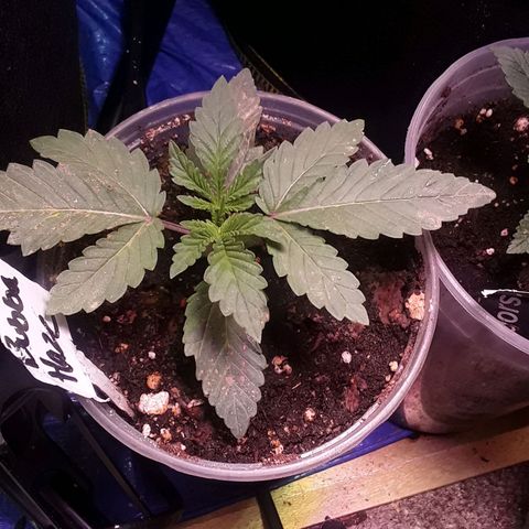 Bubba Haze  growlog timeline photo