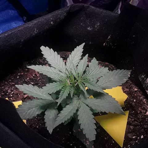 Gorilla Glue Auto  growlog timeline photo