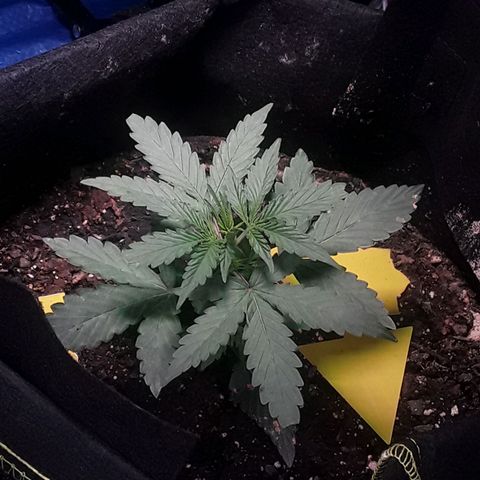 Gorilla Glue Auto  growlog timeline photo