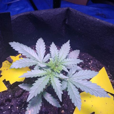 Gorilla Glue Auto  growlog timeline photo